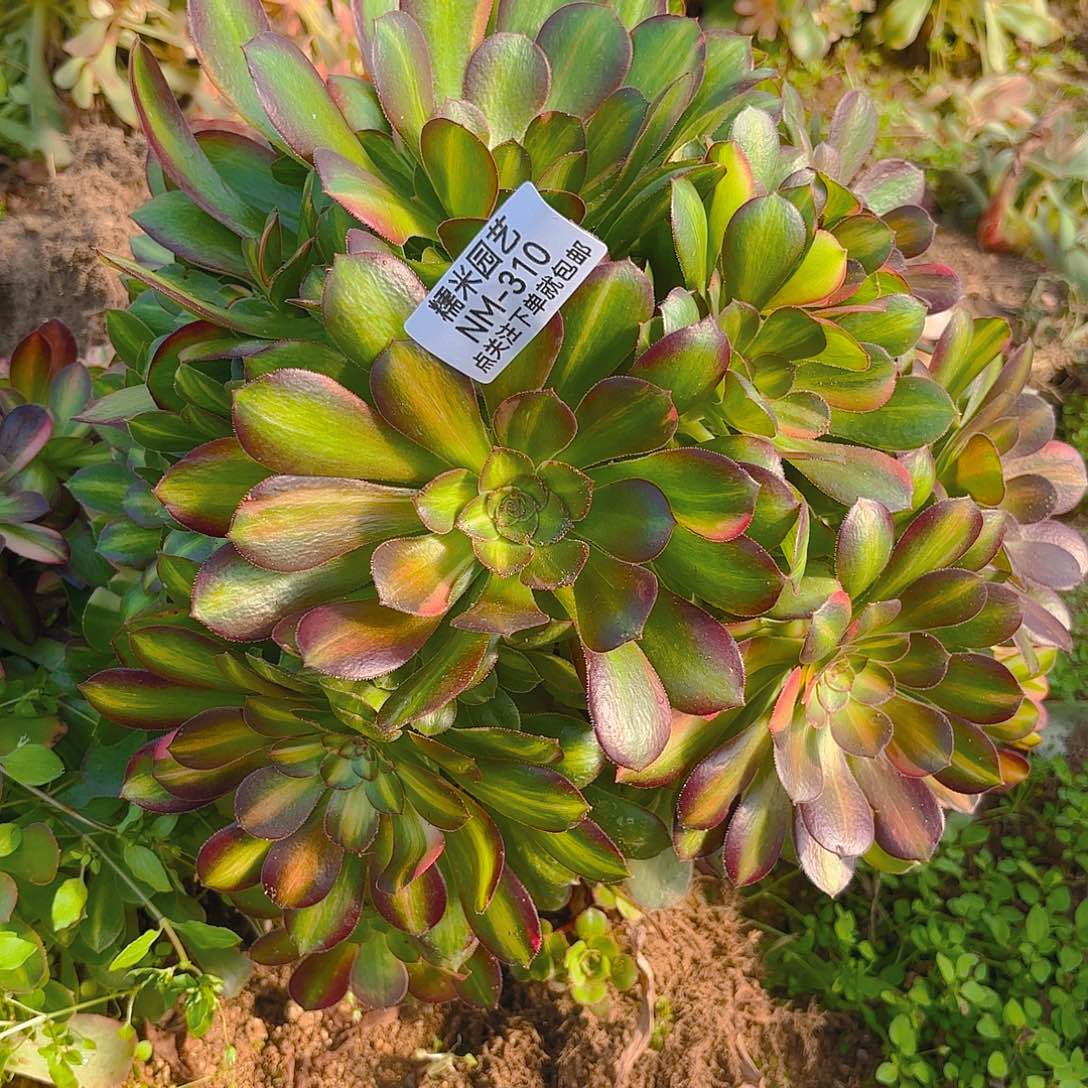 绍七彩多肉植物310