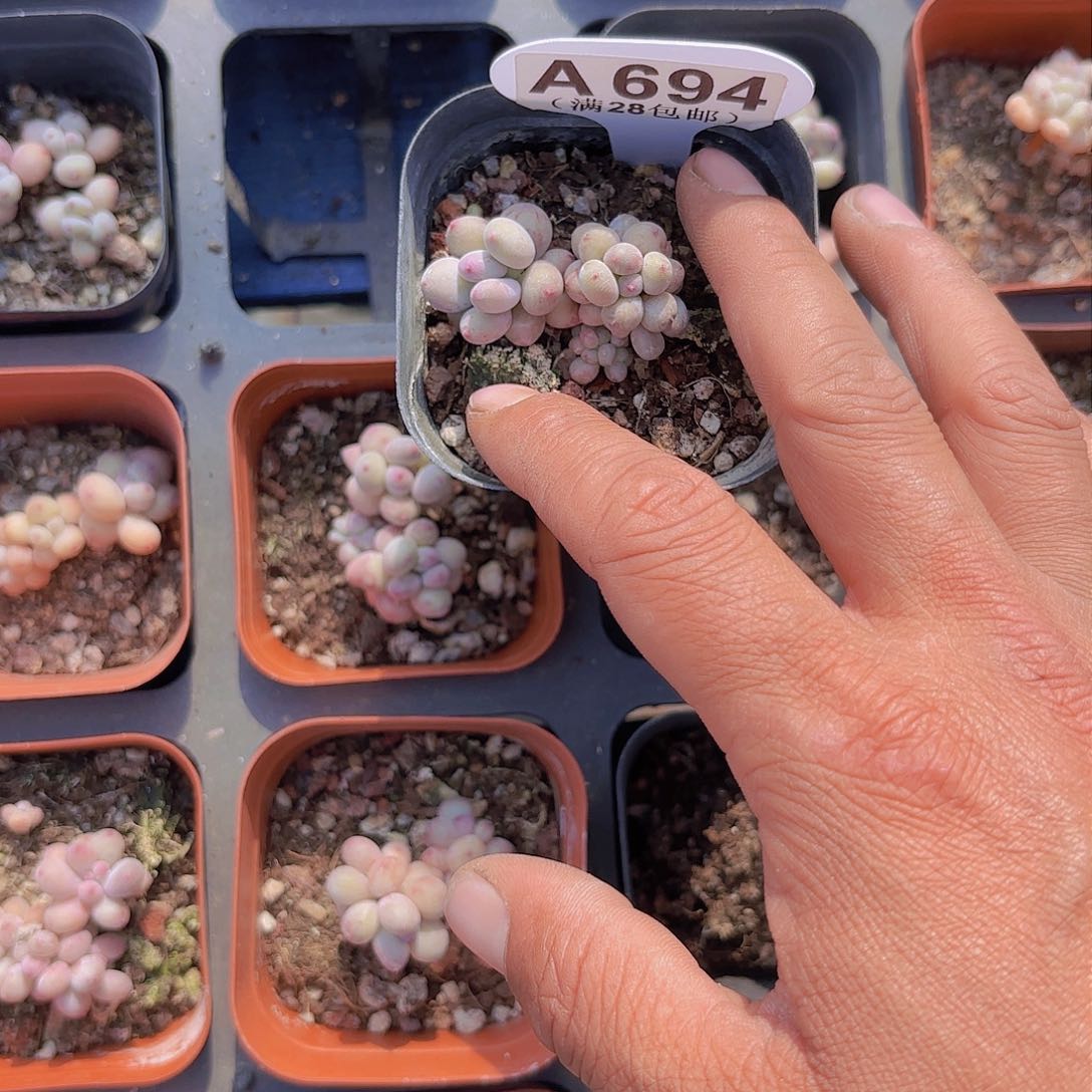 A694萤火虫一物一拍