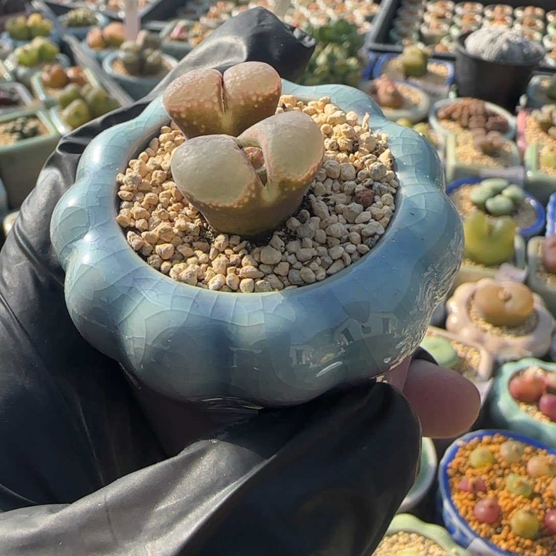 4060--一物一拍 带盆