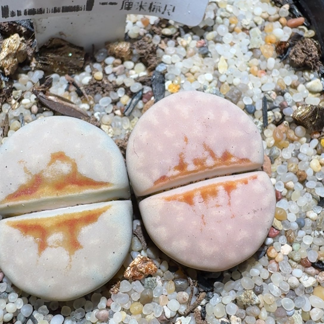 zzz生石花肉锥364