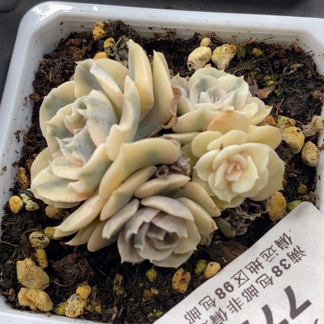 772利比里亚锦小群生