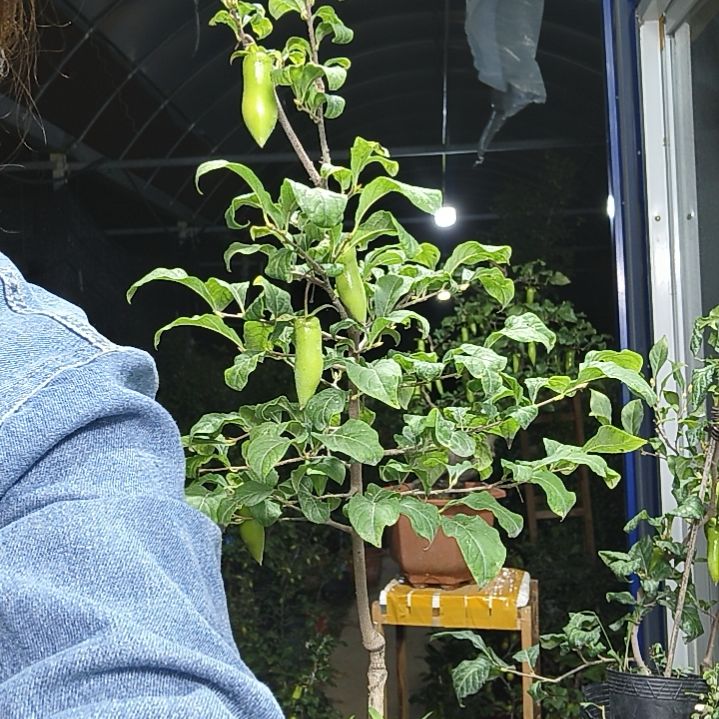用***1完全开放老鸭柿子