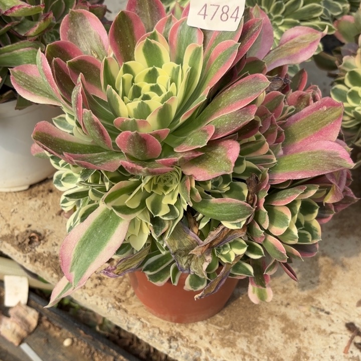 白凤多肉法师4784