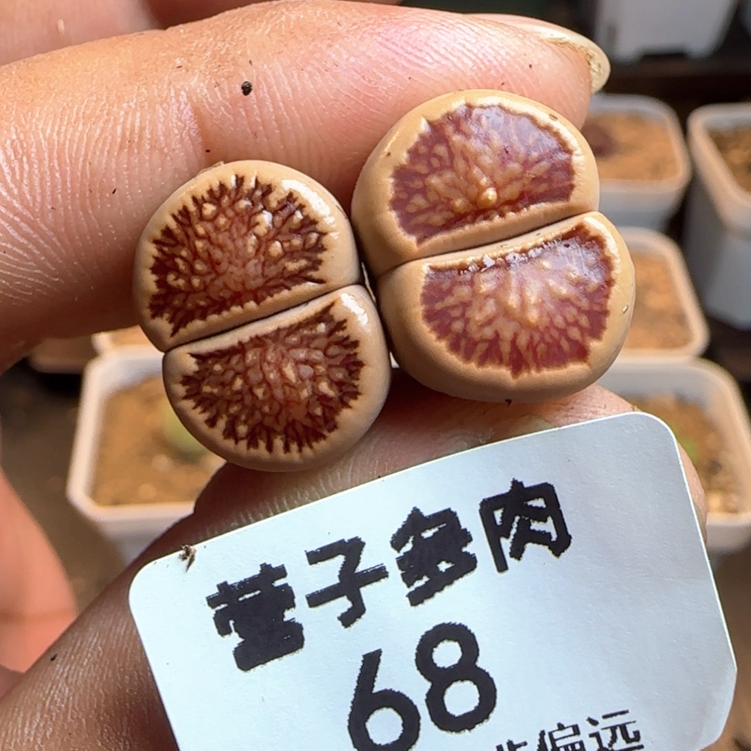 菊。                