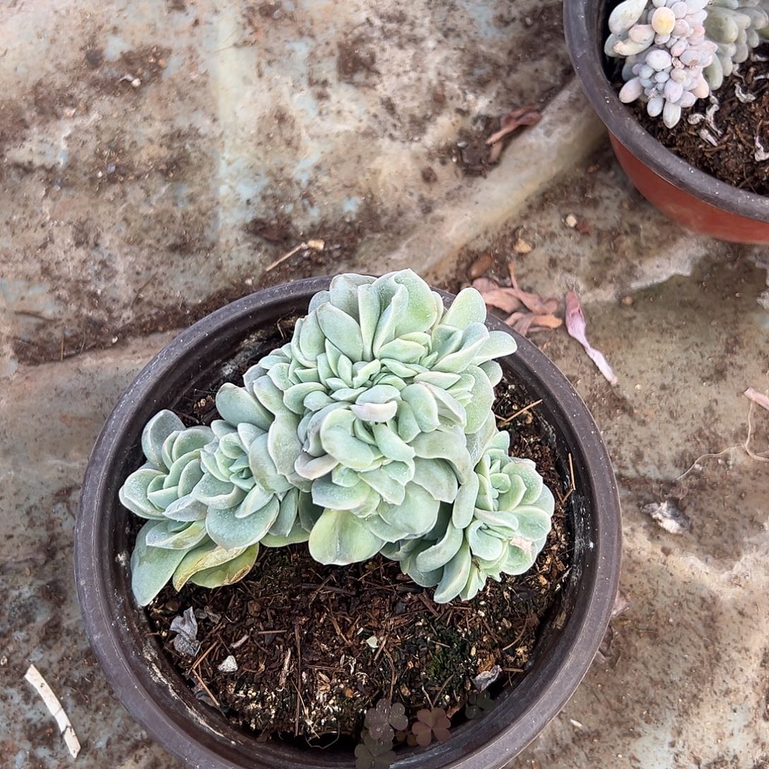 小***糕多肉植物实物直播实物116