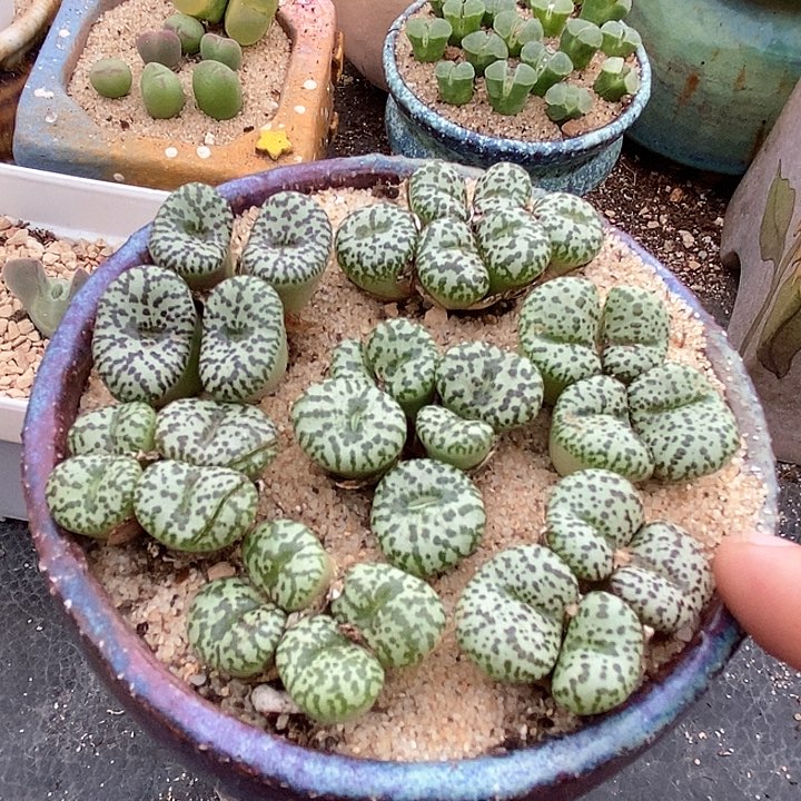 22527群生好安贞一颗      