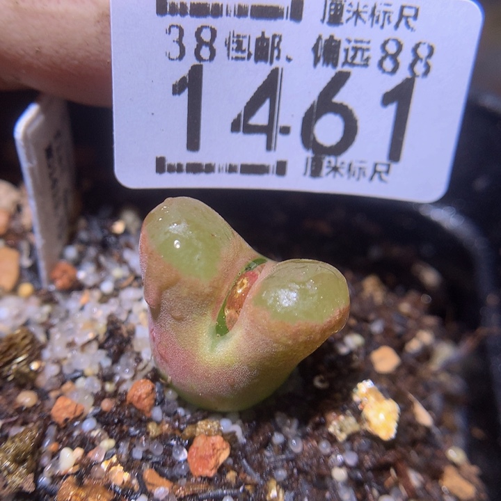 zzz精品生石花1461