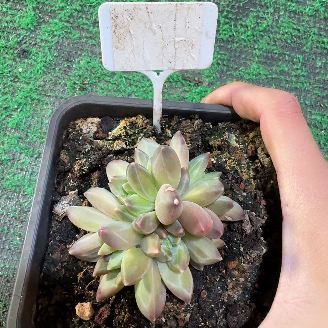 韦斯特曼群9999999999999