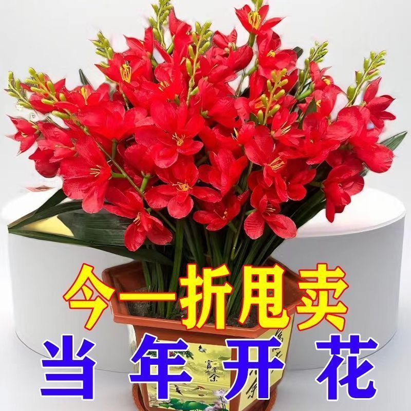 【突然降价】重瓣晚香玉盆栽花卉浓香型夜来香庭院室内耐旱植物当年