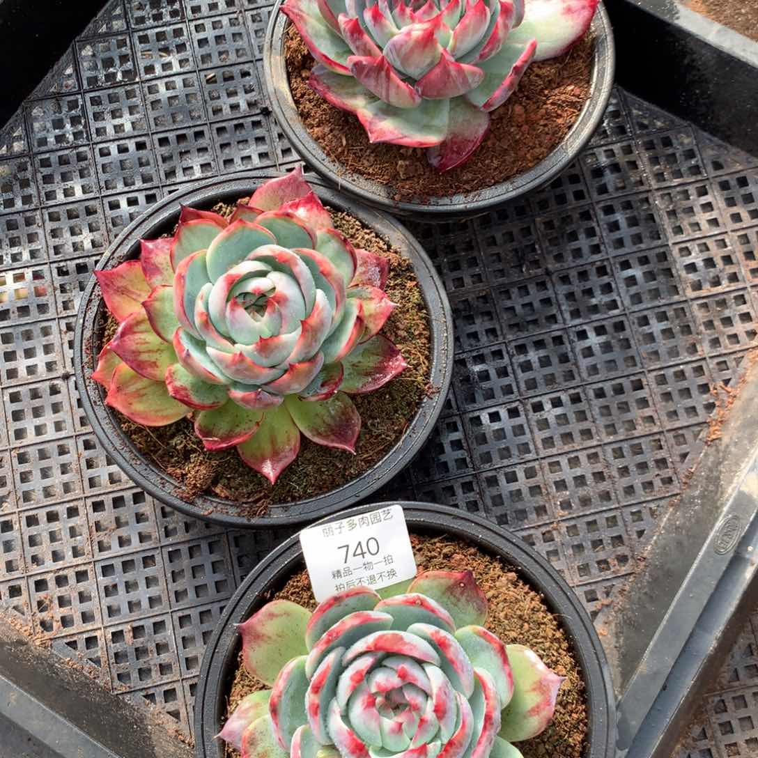 ?***?740惊鸿。一组3颗。尺寸12。多肉植物