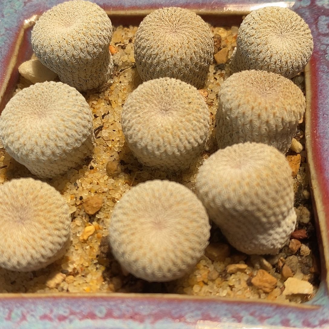 实生月世界一颗买2送1。