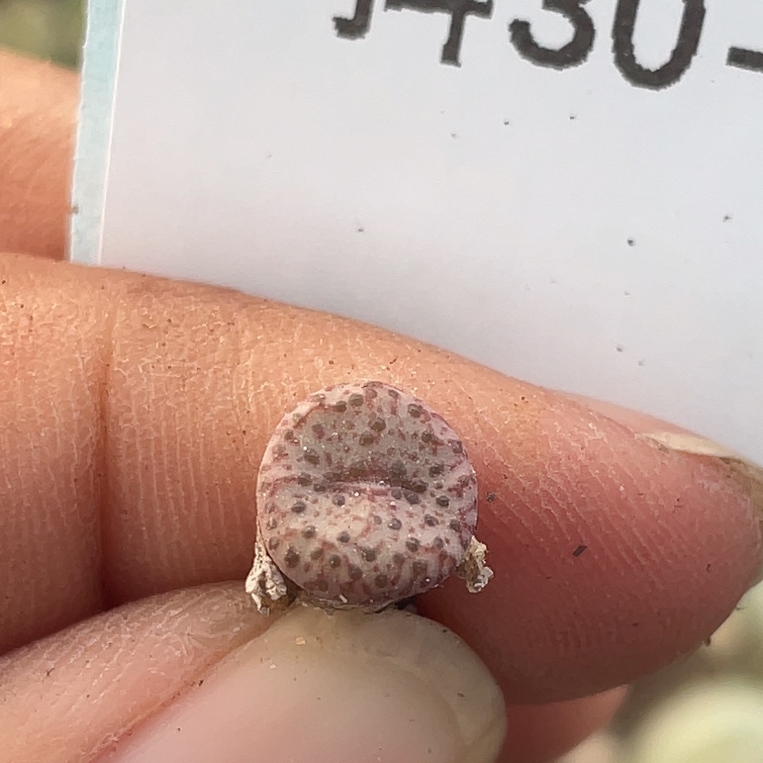 30-131火龙果安贞肉锥