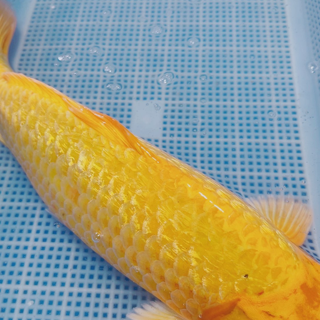 海水鱼锦鲤观赏鱼190