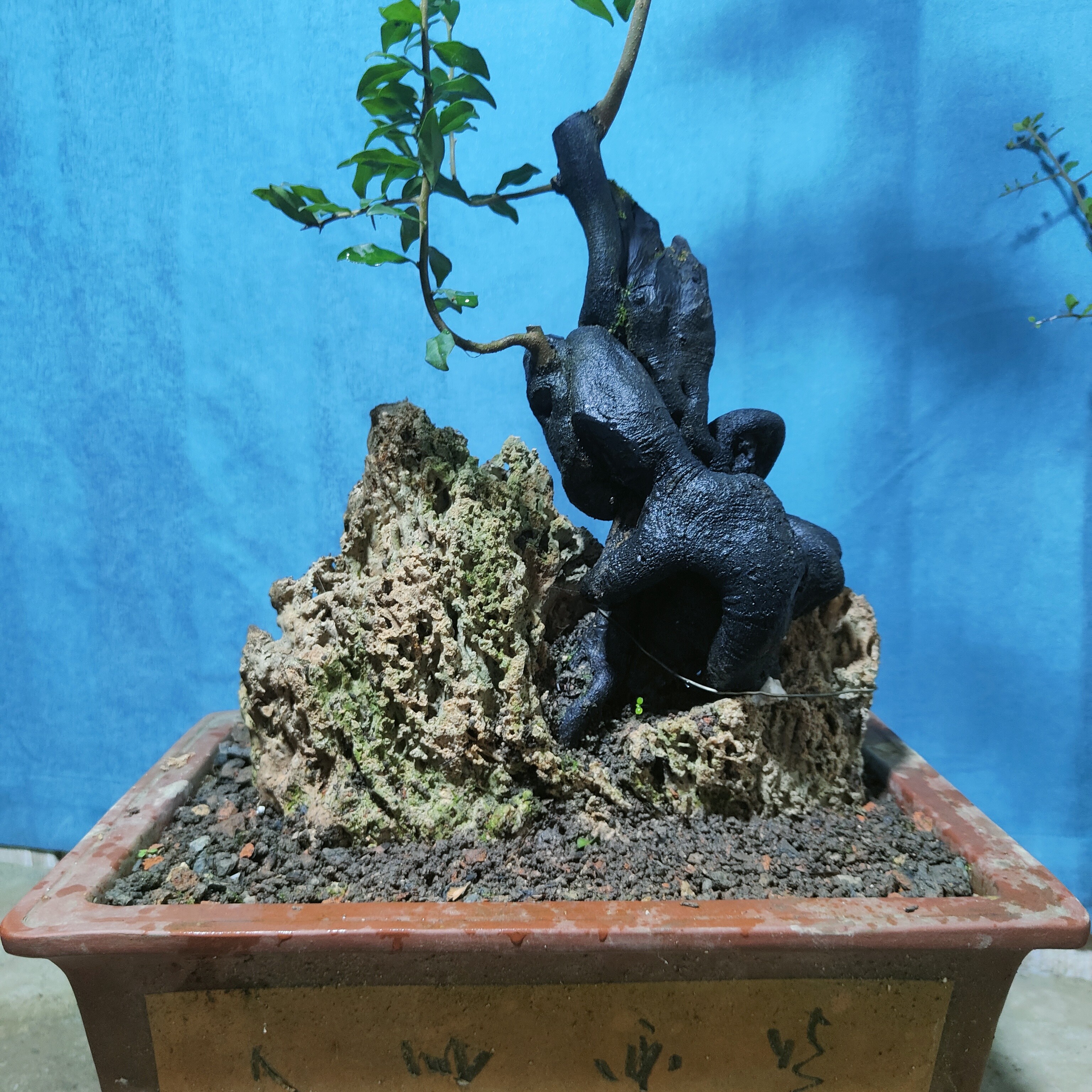 盆景金弹子假山附石