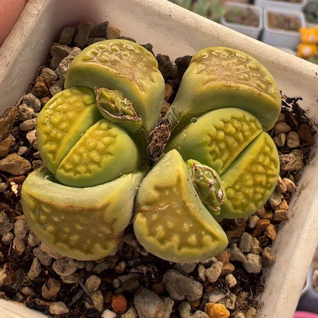 .22多肉植物组合