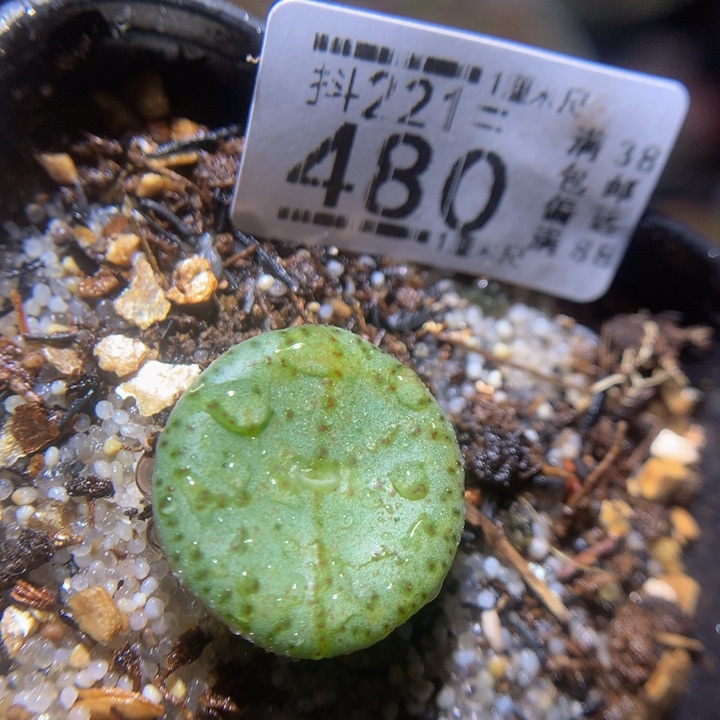 精品生石花221.480荷叶
