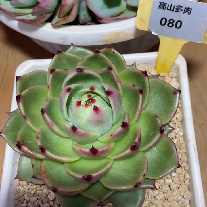 D080- 直播福利 蓝龙