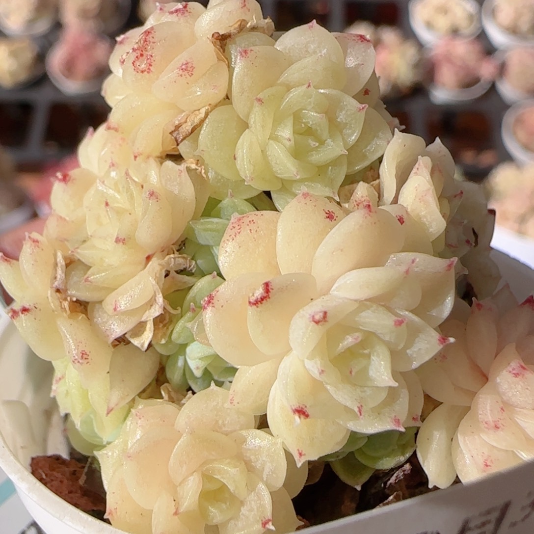 花语多肉1230-239散