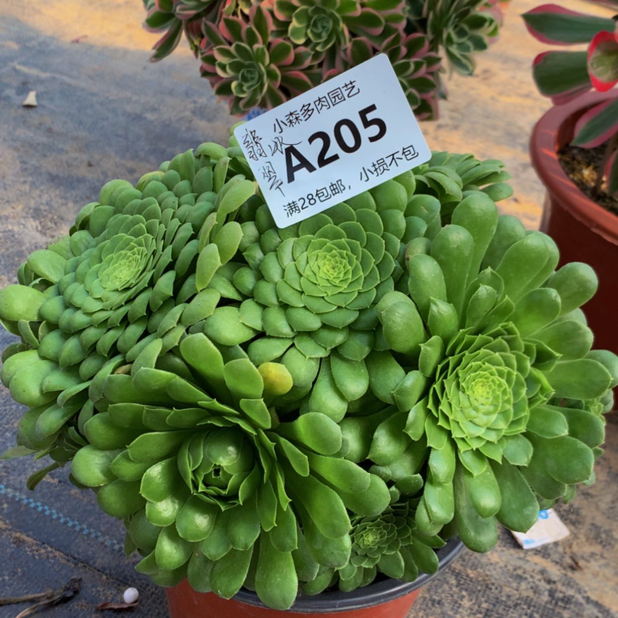 【闪购商品】205翡翠冰多肉