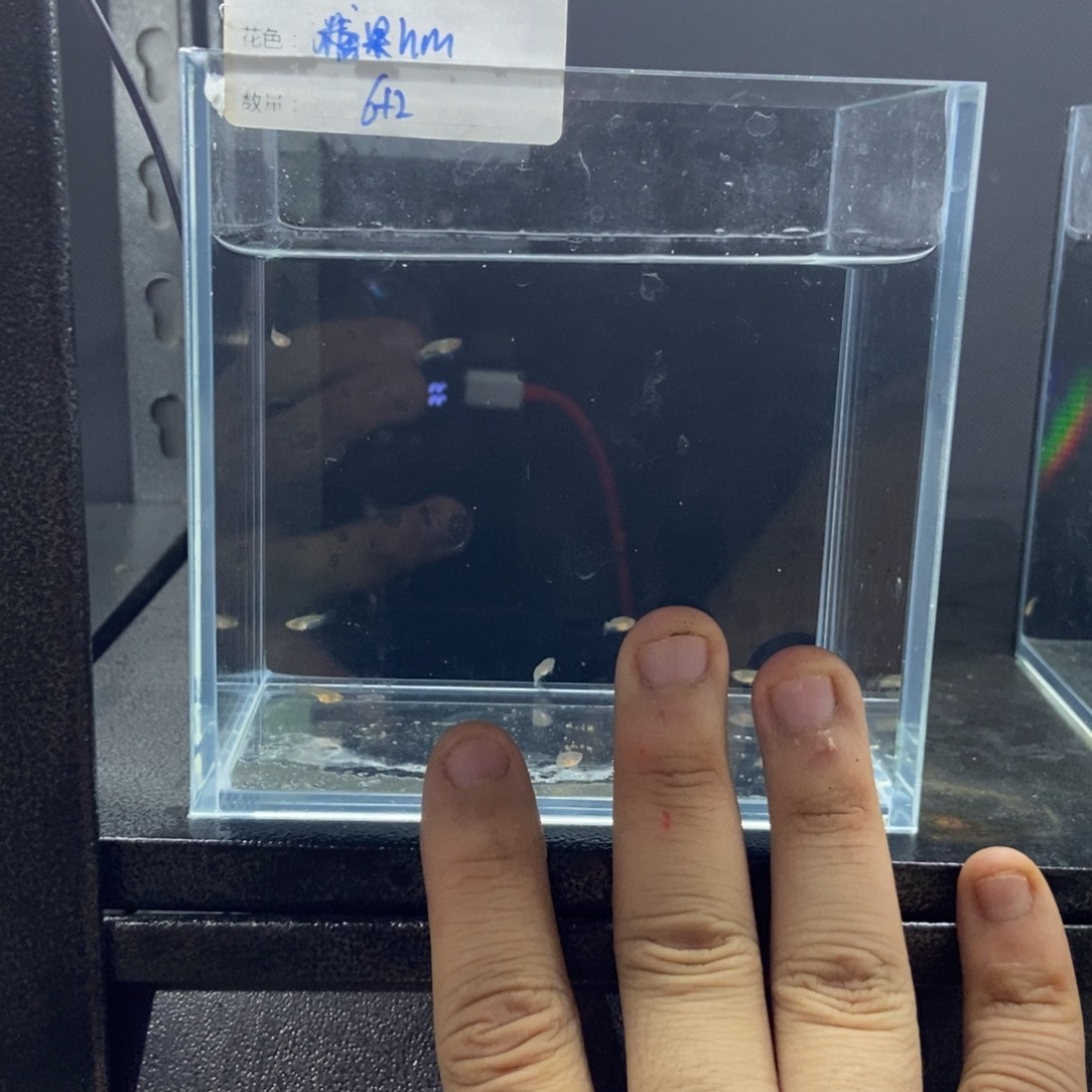 斗鱼包活不包损所见即所得105