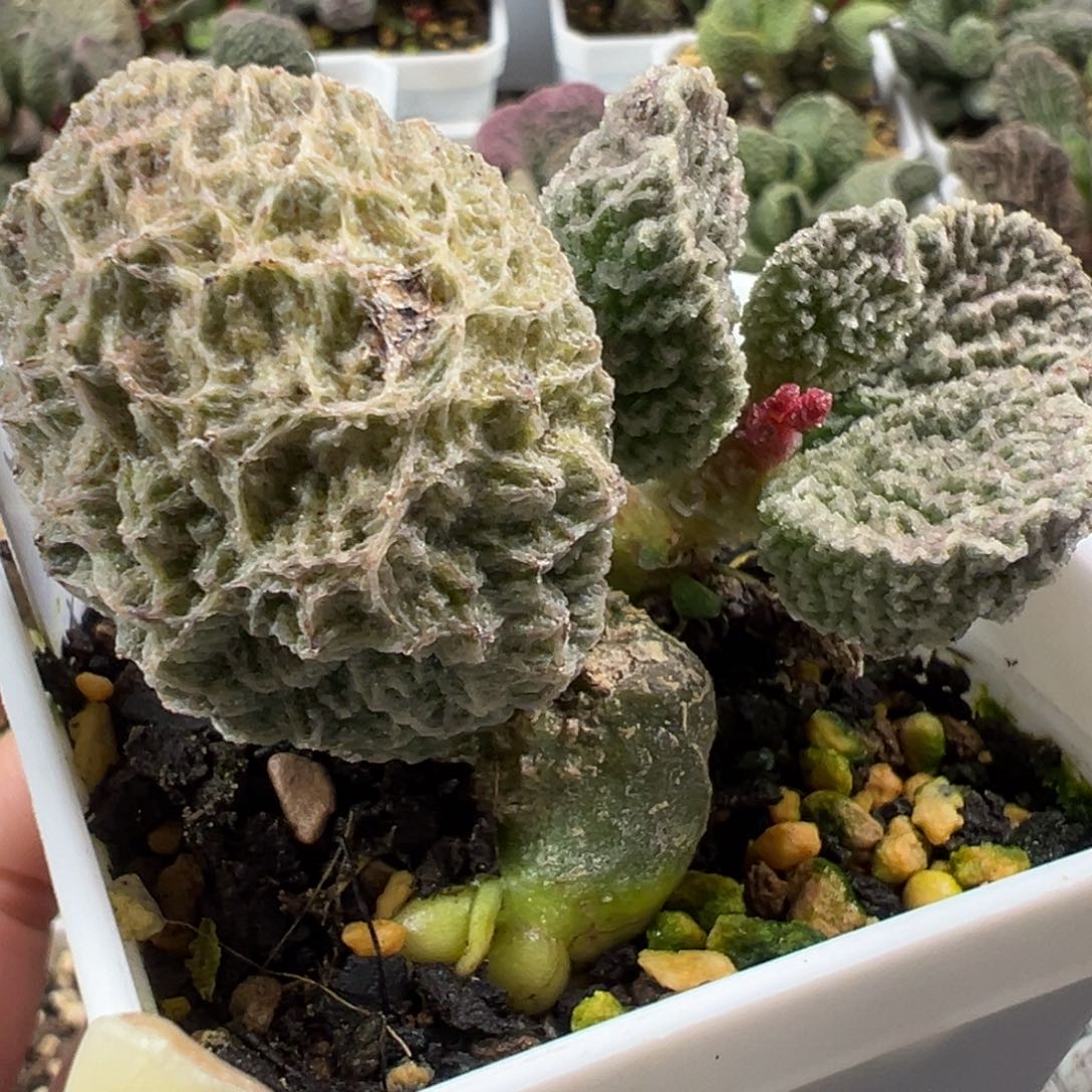 盘古多肉植物水泡多肉植物