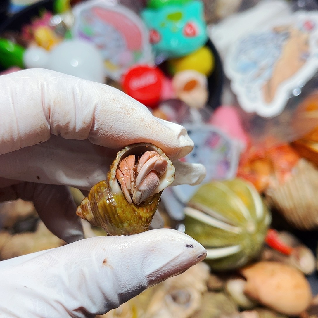 陌派有钳寄居蟹962