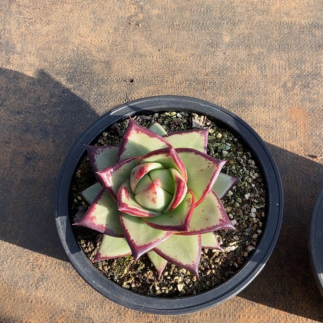 豪***贝福利特价美乌桃子