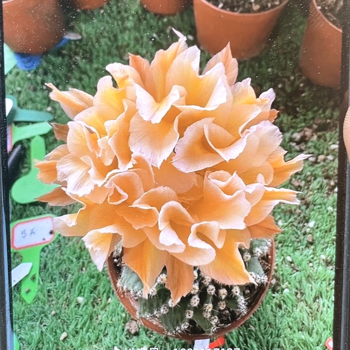 18a5自根6公分左右满18包邮