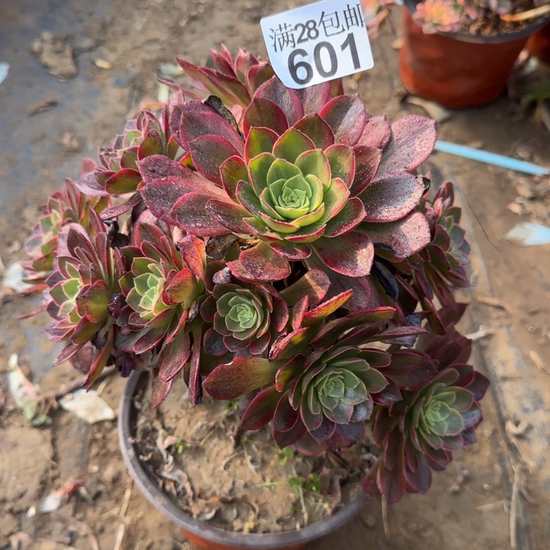 万黄锦多肉601满28包邮断枝不包