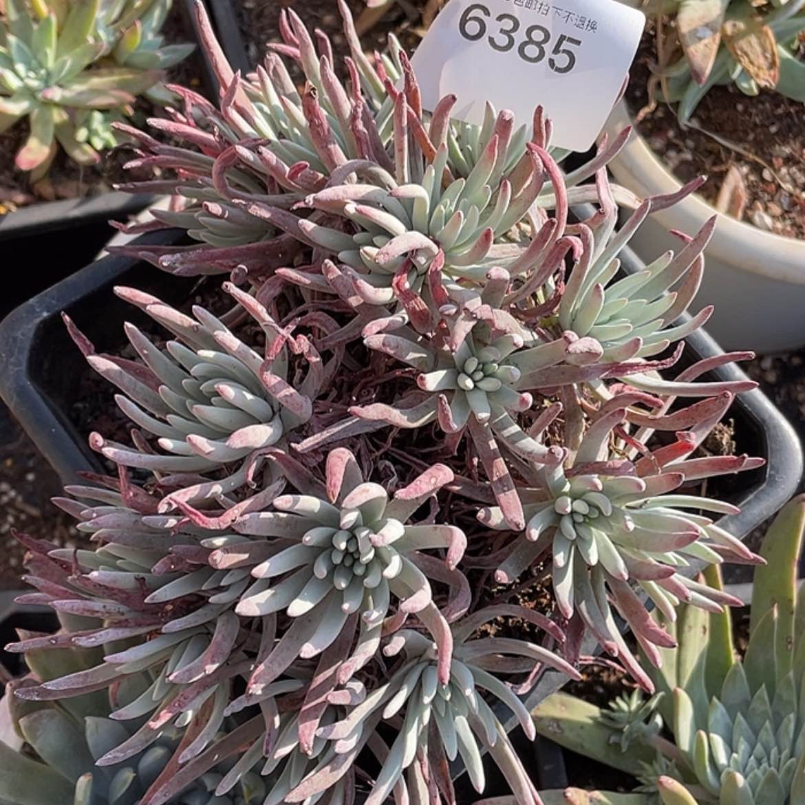 【闪购商品】白鹭白