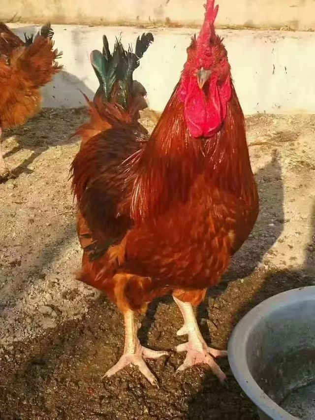 老公鸡带脚蹬一年半左右冷冻净膛发货乌市京东包邮