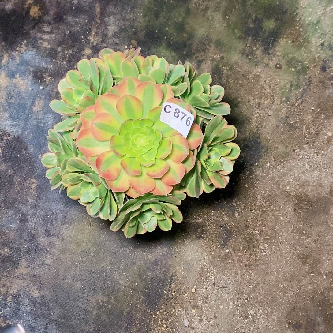 奶白876多肉111111