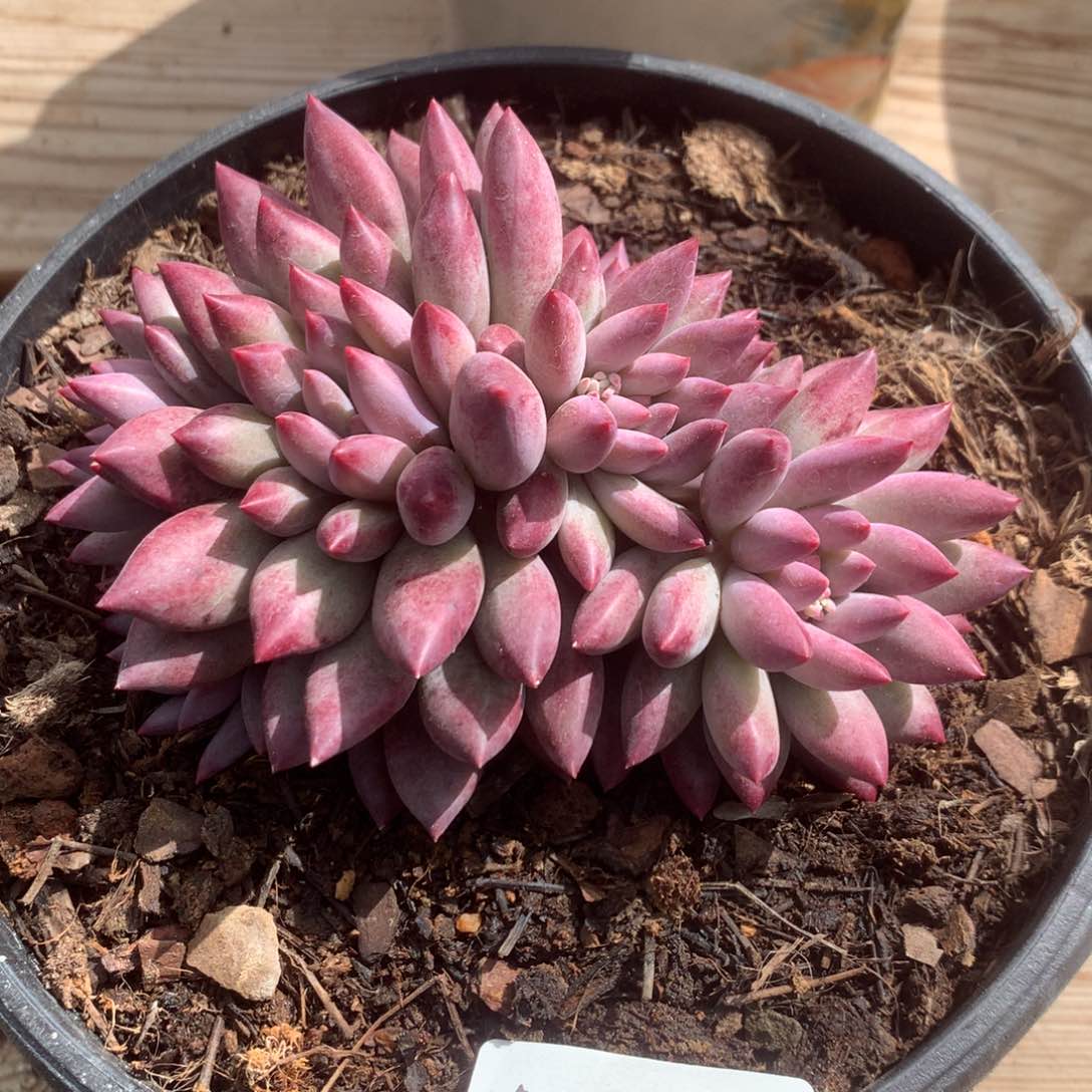 A001售后范围：签收起7天内，录开箱视频