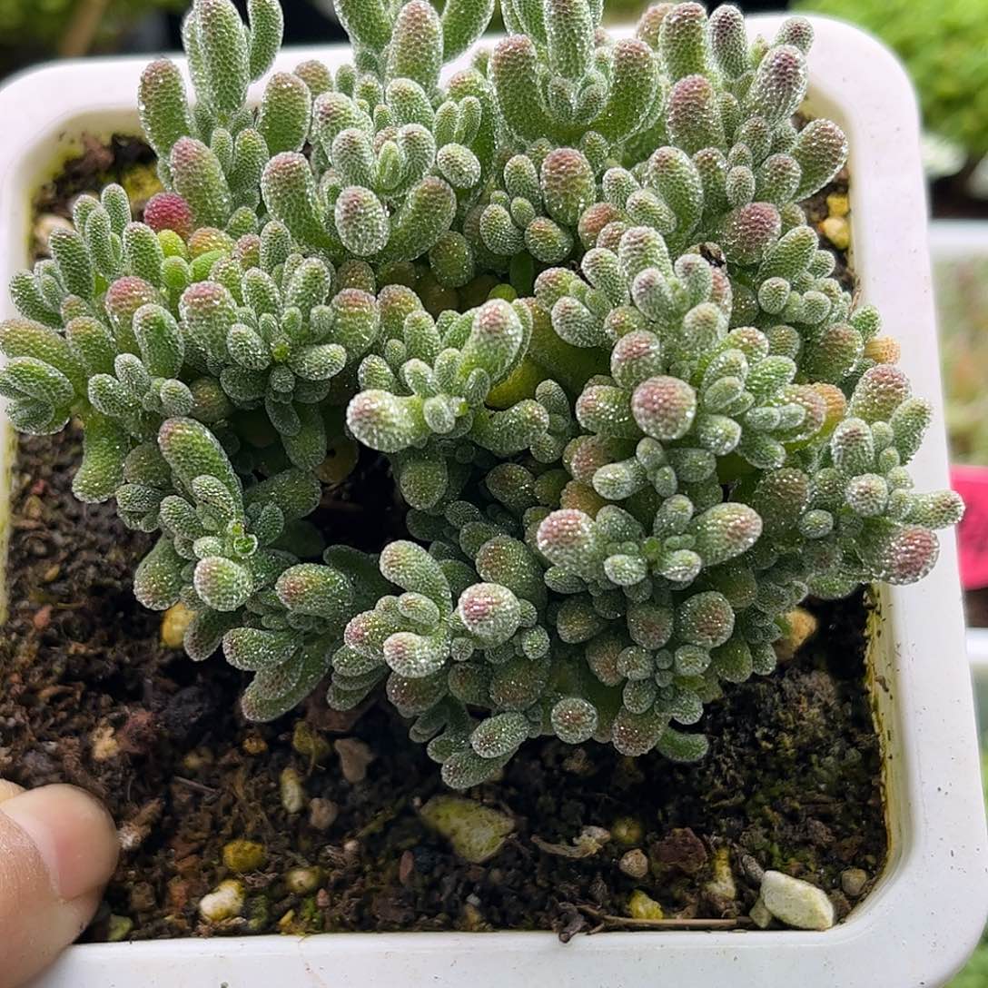 28五彩冰晶优选枝干