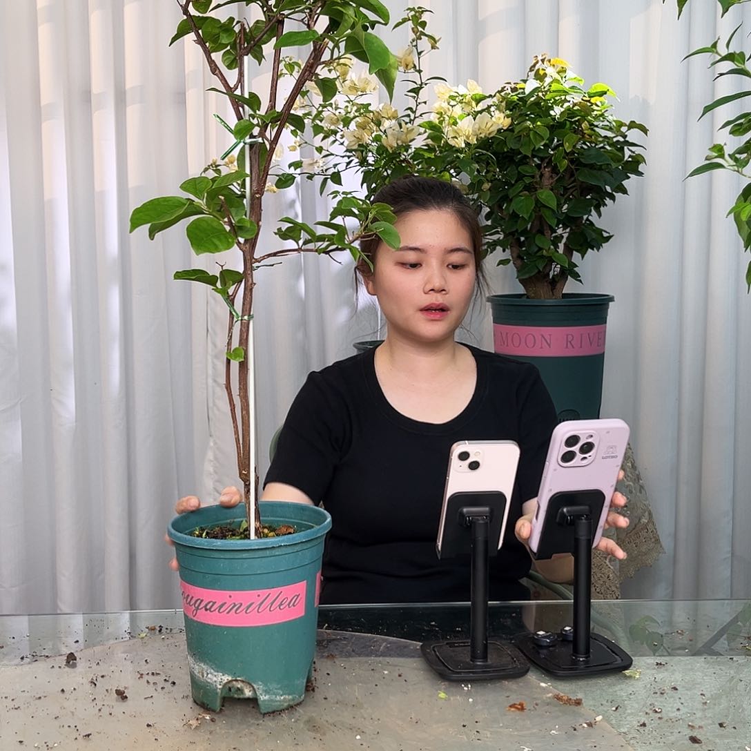 当前无花栽培后可以开花蓝天使带竹一颗