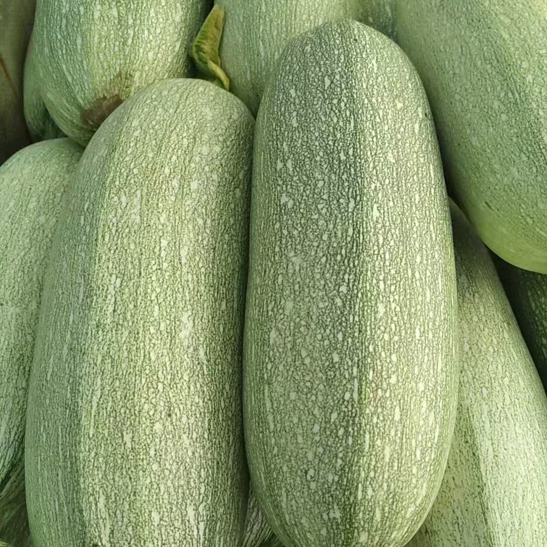 东北角瓜当季老式角瓜西葫芦现摘现发