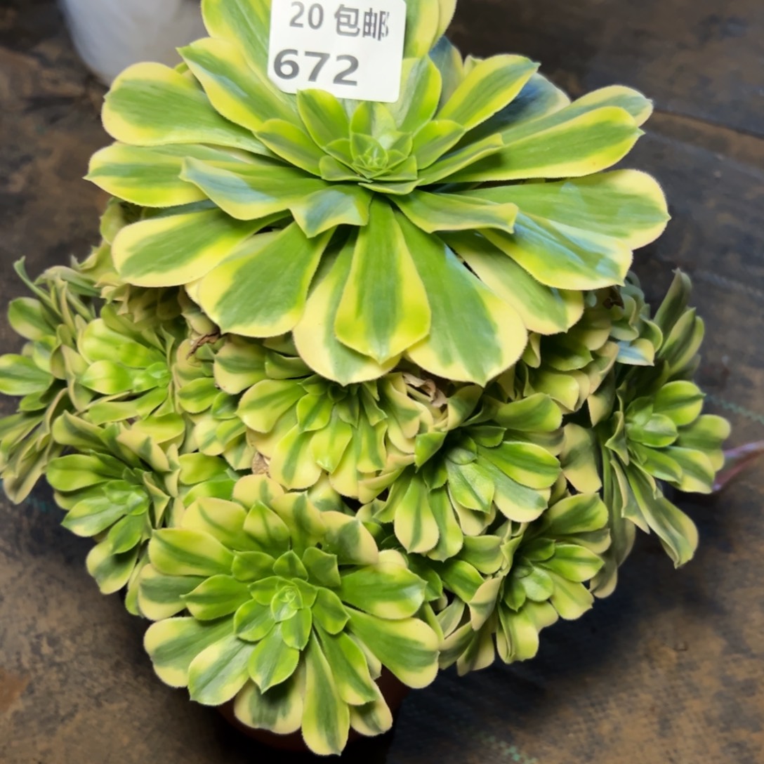 672金丝翡翠，满20包邮嘟叮熊