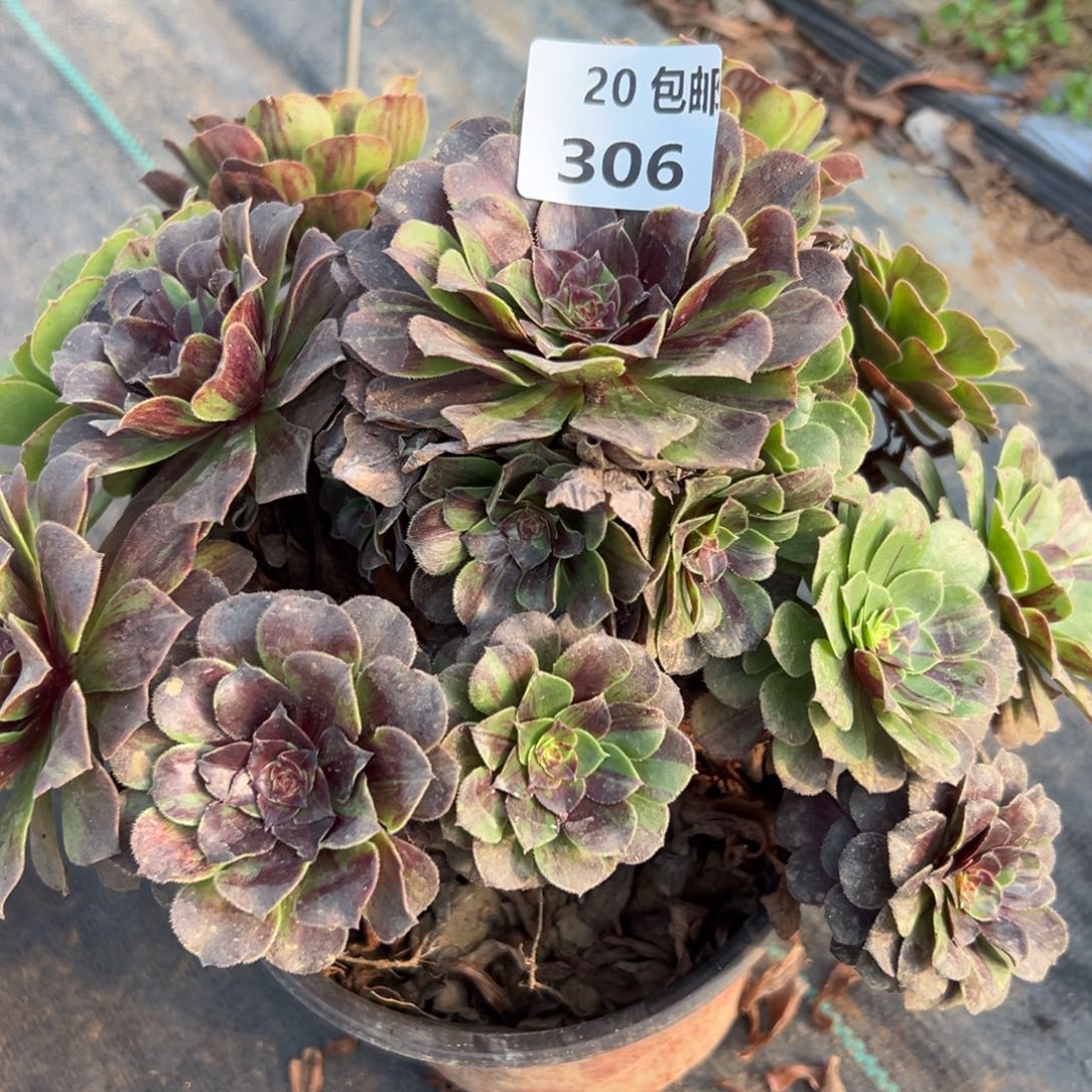 306花月夜，处理，满20包邮嘟叮熊