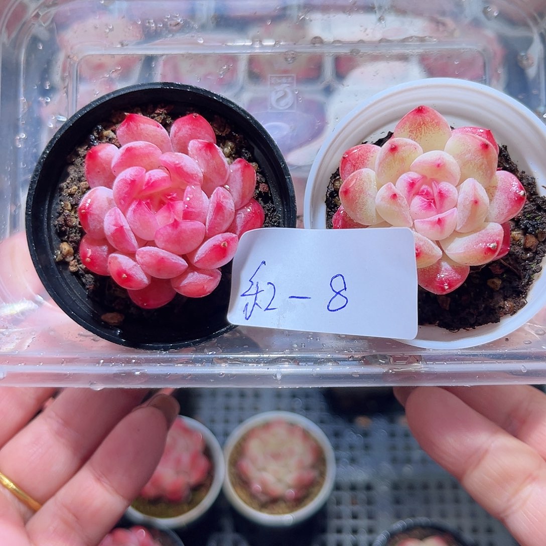 乐2- 8白桃单头2颗