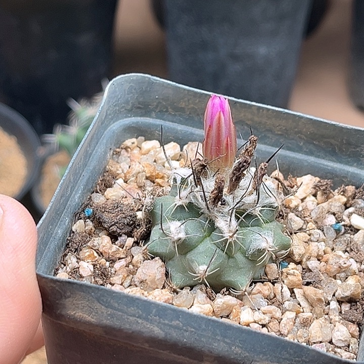 稀有娇丽实生母本一颗3.2公分