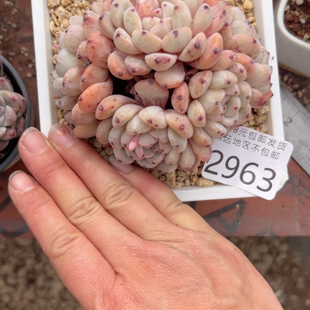 大2963:，cv j j m n