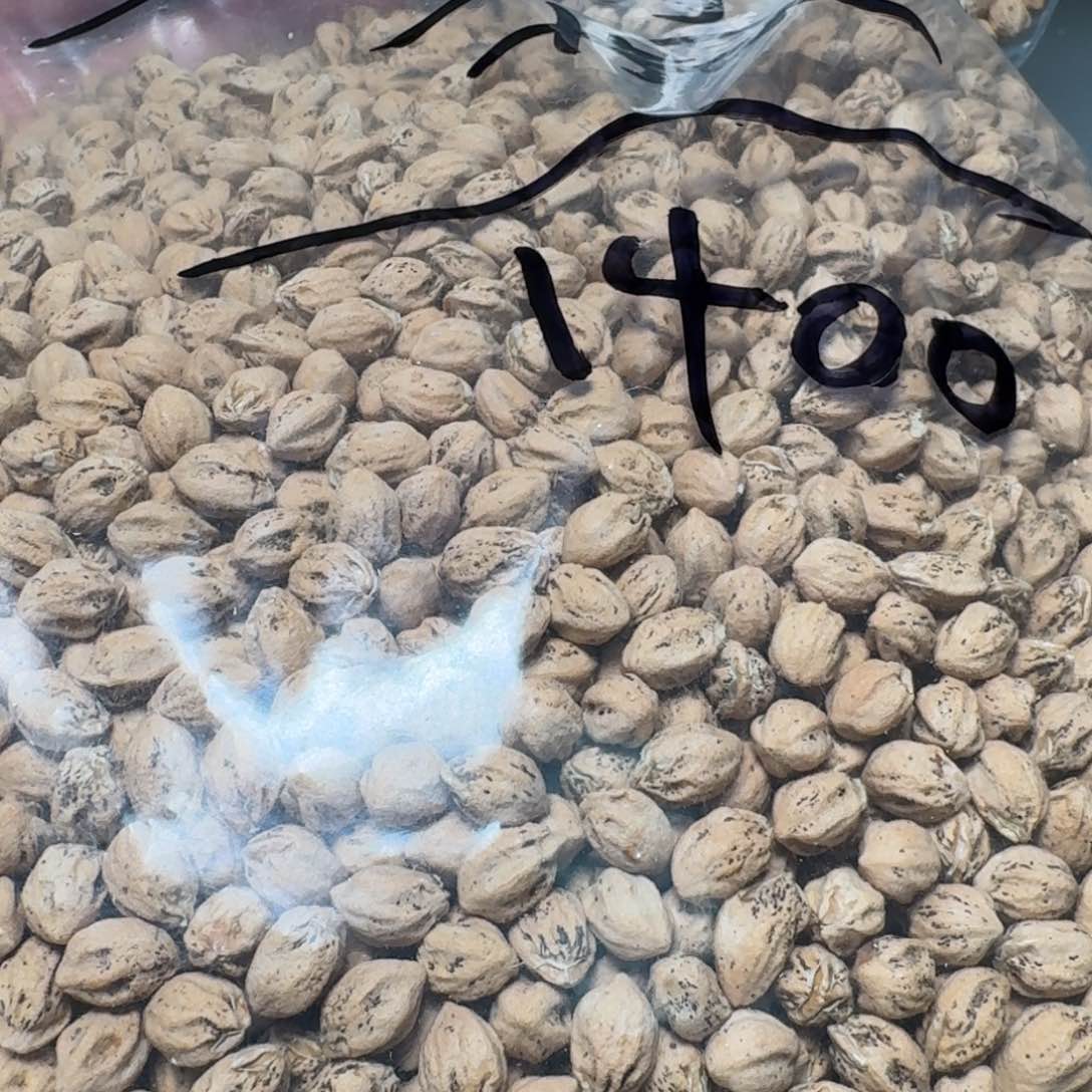 柏香籽/百香籽吊坠图*。