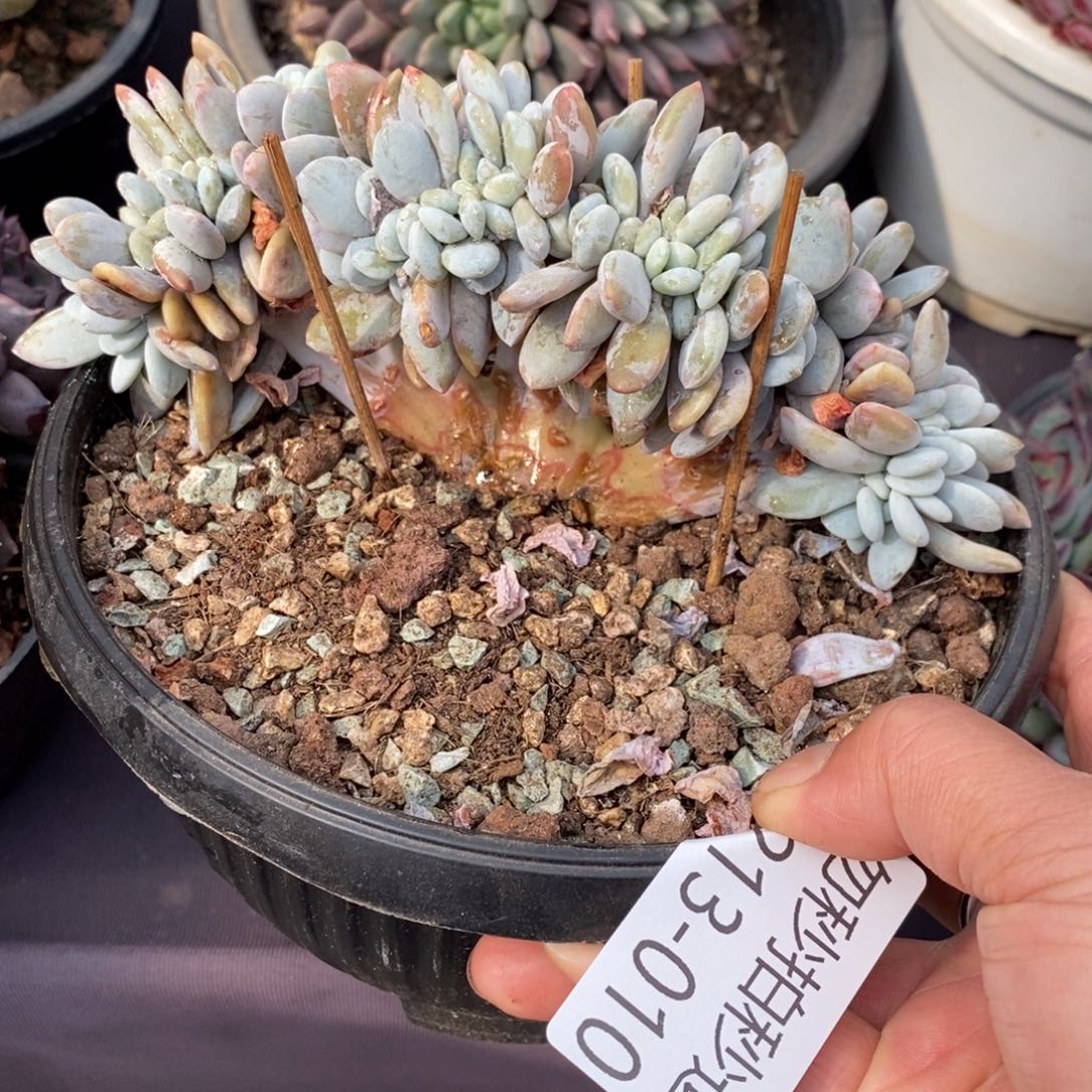 两单包邮1213-10粉兔缀