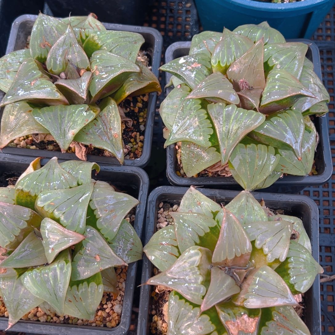 瑕疵媚凤母本玉露多肉一颗