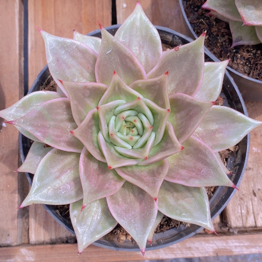 虎皮星星锦1           