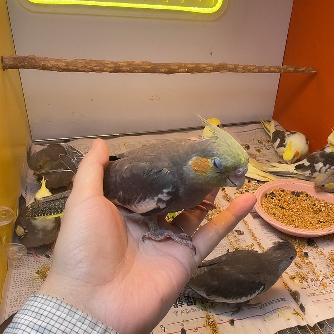 玄凤鹦鹉/鸡尾鹦鹉