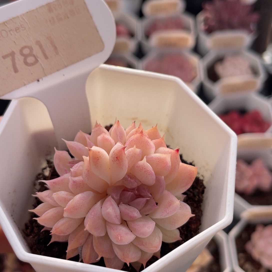 桃熏女王缀7811-4.5厘米