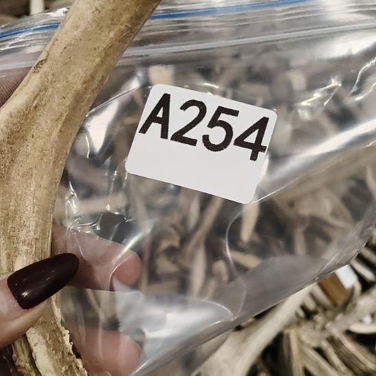 栖***海鹿角鹿角鹿角鹿角鹿角