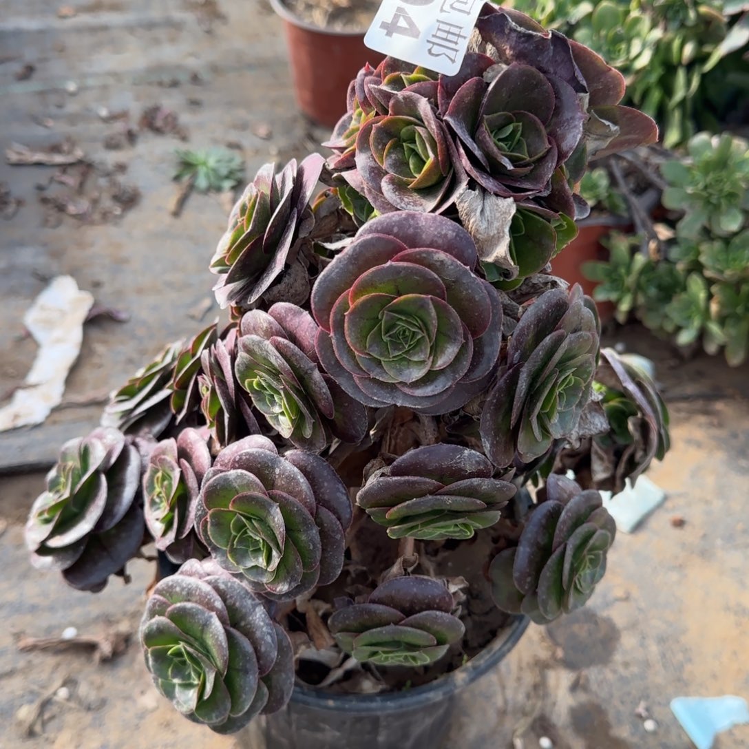 魅金玫瑰104满20包邮断枝不包