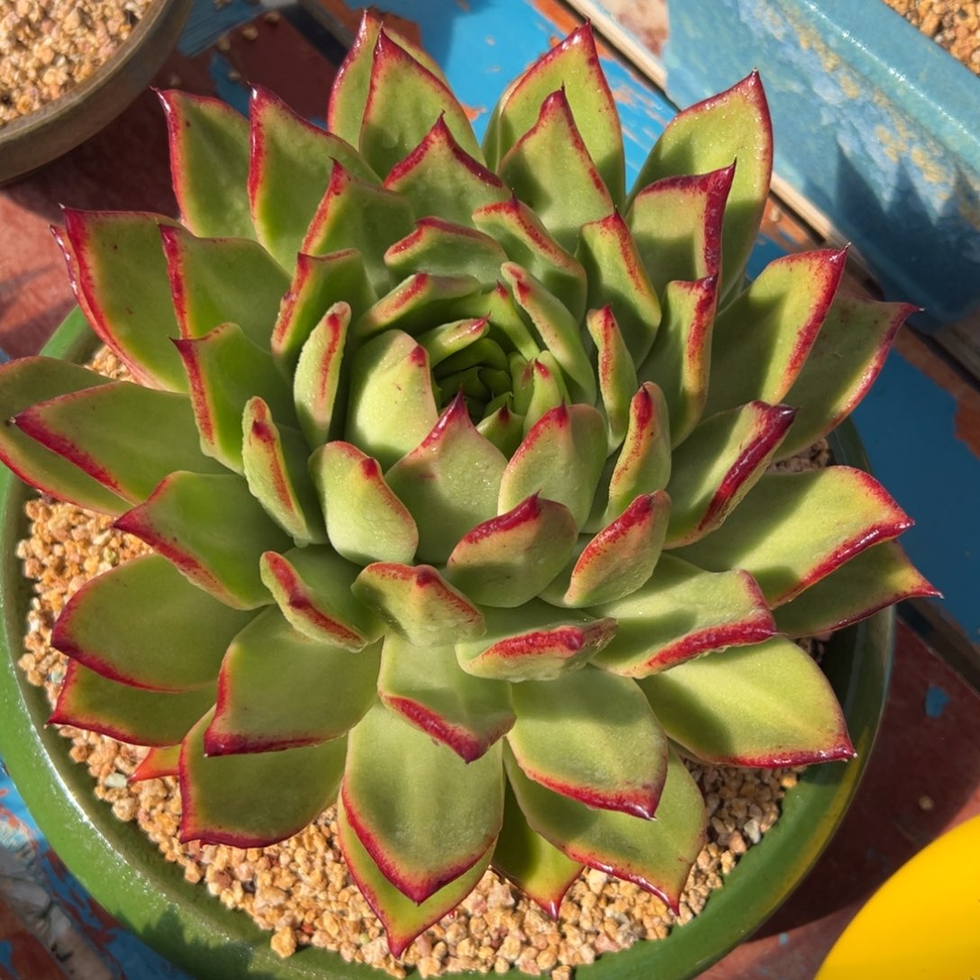 多肉植物一物一拍（95号）